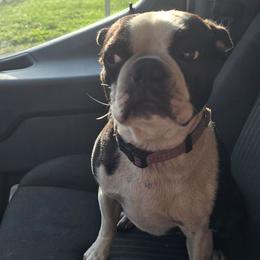 Pixie - Black brindle and white female Boston Terrier puppy in Des Moines, Iowa from Razmom's Boston Terriers