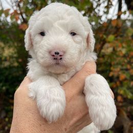 Gray - Black and white female Sheepadoodle puppy in Archer, Florida from Gainesville Sheepadoodles