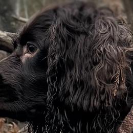Tymber - Boykin Spaniel