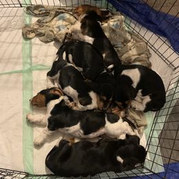 Basset Hound and Collie Puppies from Collegiate Bassets and Rheign Collies