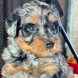 Mars - Blue merle male Bernedoodle puppy in Rock Hill, South Carolina from LolliPop Farms