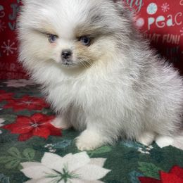 Pomeranian Puppies from Summer Set Poms