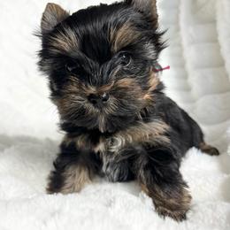 Trixie - Black and tan female Yorkshire Terrier puppy in California from All Star Yorkies