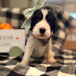 Ms. Wuf - Black white and tan female English Springer Spaniel puppy in Cookeville, Tennessee from Krossroads Kennel