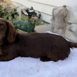 Dachshund All Grown Up from Esbeidy Marin