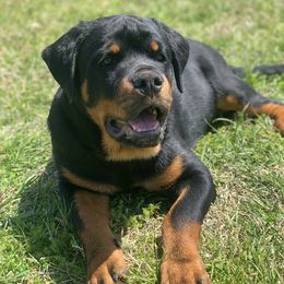 Rottweiler Puppies from Rottweilers Vom Haus Forte
