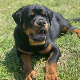 Rottweiler Puppies from Rottweilers Vom Haus Forte