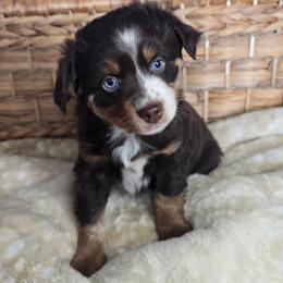 Chic - Red tri female Miniature Australian Shepherd puppy in Paris, Texas from Blue Envy Mini Aussies