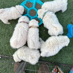 Japanese Spitz Puppies from IMag Japanese Spitz