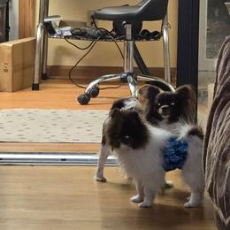 Jack - Chocolate parti male Pomeranian puppy in Meherrin, Virginia from Traveling Poms