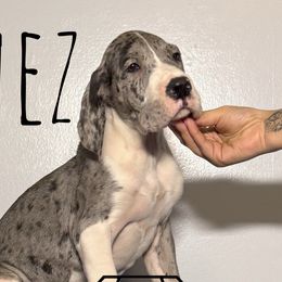Inez - Mantle merle Great Dane puppy in Huntsville, Alabama from Rough Diamond Danes