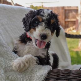 Bernedoodle and Goldendoodle Puppies from Delta Doodles and Poodles