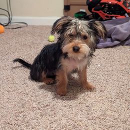 Missy - Yorkshire Terrier