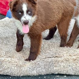 Tri male white collar - Red tri male Miniature Australian Shepherd puppy in Lemon Cove, California from Magic Ranch Mini Aussies