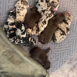 Australian Shepherd Puppies from Night Skye Aussies