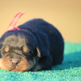 Boy 3 - Black and mahogany male Rottweiler puppy in Uniontown, Alabama from CedarBluff Rottweilers