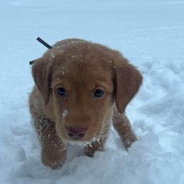 Gray collar - Yellow male Labrador Retriever puppy in Heath Springs, South Carolina from Rich Hill Retrievers