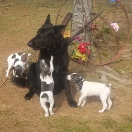 Rat Terrier Puppies from Live Wire Rat Terriers