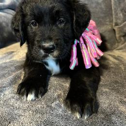 Girl 1 - female Golden Mountain Dog puppy in Montrose, Michigan from Spraggins Sweet Acres
