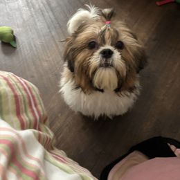 Maxie - Shih Tzu