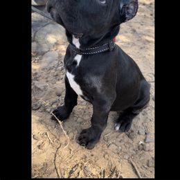 Cane Corso Puppies from Venom Cane Corsos