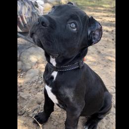 Cane Corso Puppies from Venom Cane Corsos