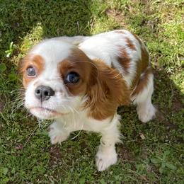 Sadie - Cavalier King Charles Spaniel