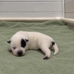 Scout - Blue male Australian Cattle Dog puppy in Scurry, Texas from RedHorizon AKC Australian Cattle Dogs (Heelers)