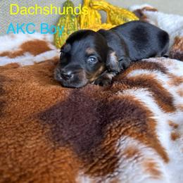 Black and tan boy - Black and tan male Dachshund puppy in Statesville, North Carolina from Kmh Southern Dachshunds