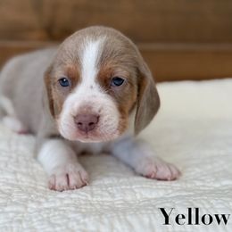 Yellow female - Tan and white female Beagle puppy in Shelley, Idaho from Idaho Beagles