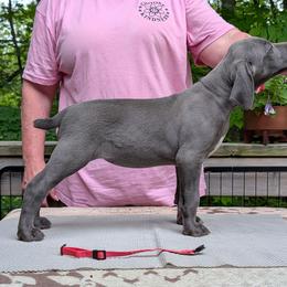 Cassandra - Blue female Weimaraner puppy in Evart, Michigan from Drehbar Weimaraners