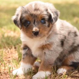 Toy Australian Shepherd Puppies from Blue Hue Aussies