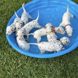 Dalmatian Puppies from Louisiana Roux Dalmatians