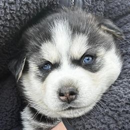 Pomskies from Plush Pomskys