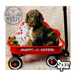 Spur - Merle male Bernedoodle puppy in Belleville, Michigan from Moose Tracks Bernedoodles
