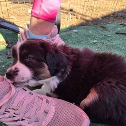 Australian Shepherd and Miniature Australian Shepherd Puppies from Cara Harker