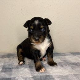 Nani - Black tri female Miniature Australian Shepherd puppy in Brenham, Texas from Stone N Rose Kennels