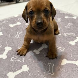 Sydney - Red female Dachshund puppy in Raeford, North Carolina from Army of Dachshunds