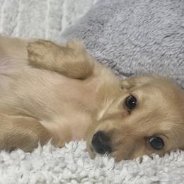 Sparkler - Cream male Dachshund puppy in Sacramento, California from MiniDoxPups