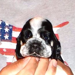 Cocker Spaniel Puppies from Troy’s Cockers