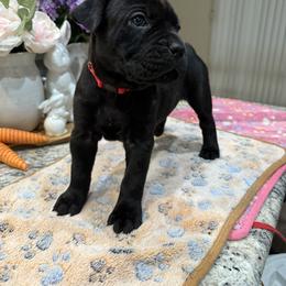 Cane Corso Puppies from KJ Cane Corso