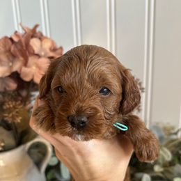 Green - Red male Cavapoo puppy in Ephrata, Washington from Gingers Cavapoo’s