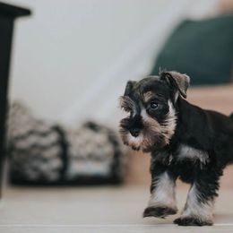 Miniature Schnauzer Puppies from D’Elegant Paws