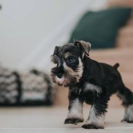 Miniature Schnauzer Puppies from D’Elegant Paws