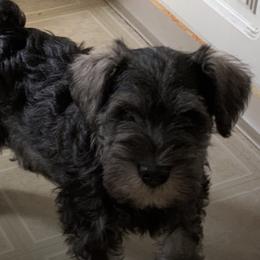 Miniature Schnauzer Puppies from Schottzie’s Miniature Schnauzers