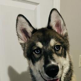 Siberian Husky Puppies from Arctic Circle Kennels
