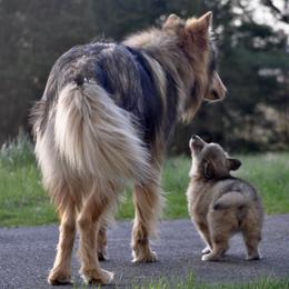 Native American Indian Dog Puppies from Seven Sisters Canids