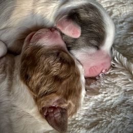 Aussiedoodle Puppies from Ford Canyon Aussidoodles