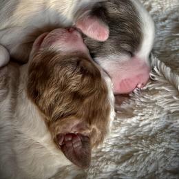 Aussiedoodle Puppies from Ford Canyon Aussidoodles