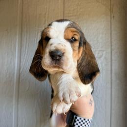 Maddy - Black brown and white female Basset Hound puppy in New Mexico from Zia Trail Doxies